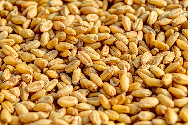 obilí – pšenice.jpg